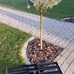 Gyepszintező